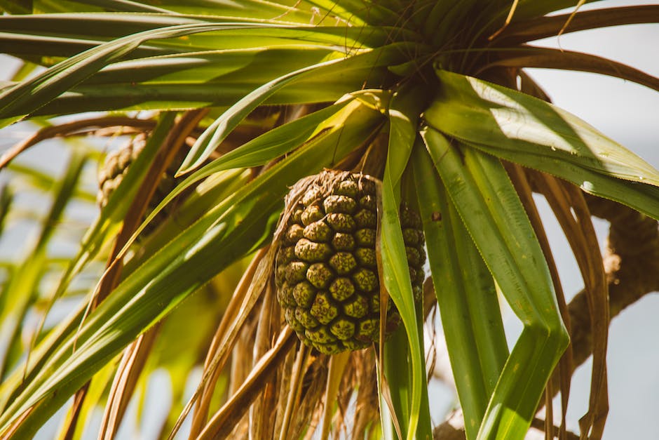 Kabel 1 Ausstrahlungstermine für Hawaii Five O