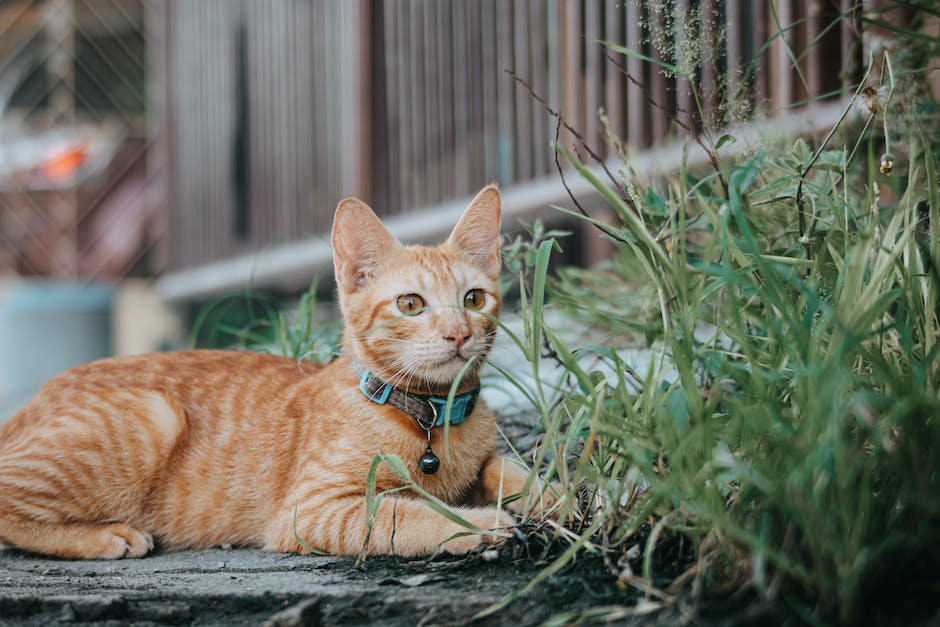  Verlegen von CAT Kabeln