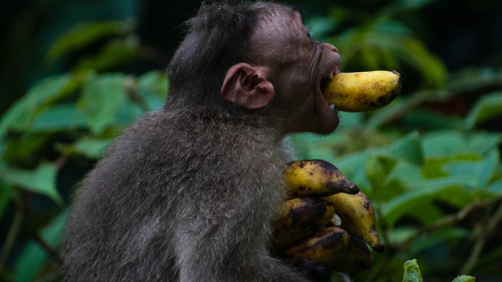 bananenstecker kabel